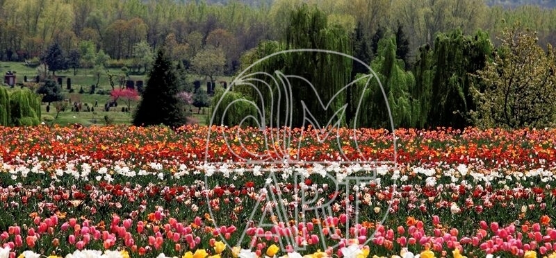 Firdaus Art Photography